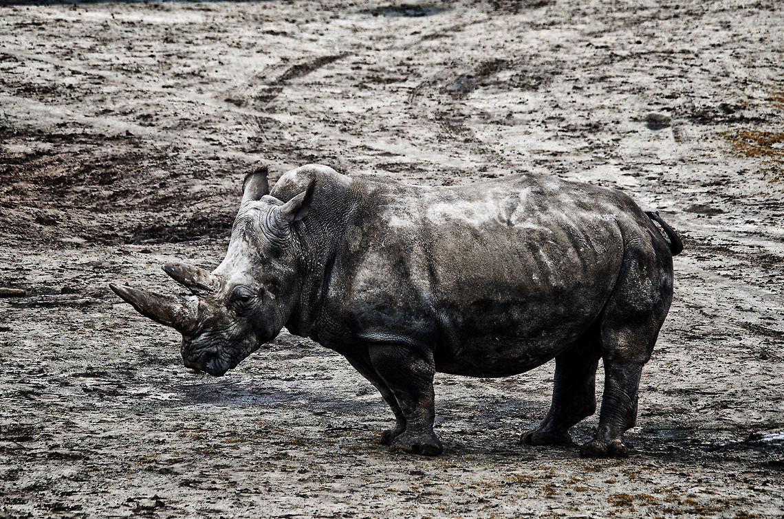 White rhinoceros at Beekse Bergen  Beekse bergen,Ceratotherium simum,White rhinoceros