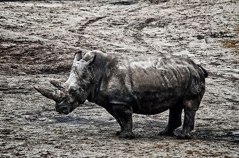 White rhinoceros at Beekse Bergen  Beekse bergen,Ceratotherium simum,White rhinoceros