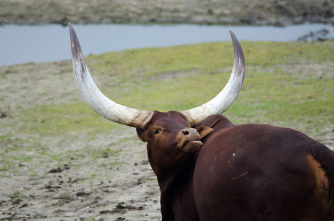 Watoessierund (Bos taurus) This type of cattle is often held in Africa. The enormous horns are hollow to save weight. Other than protection, they also function as cooling. Beekse bergen,Bos primigenius indicus,Bos primigenius taurus,Cattle