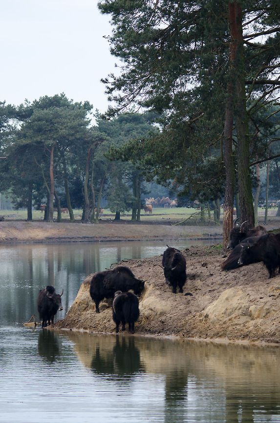 Yak beach A troup of Yaks hangs out at a small beach at the Beekse Bergen park. They are quite hard to focus on due to being pitch black. Beekse bergen,Bos grunniens,Yak