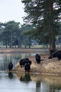 Yak beach A troup of Yaks hangs out at a small beach at the Beekse Bergen park. They are quite hard to focus on due to being pitch black. Beekse bergen,Bos grunniens,Yak