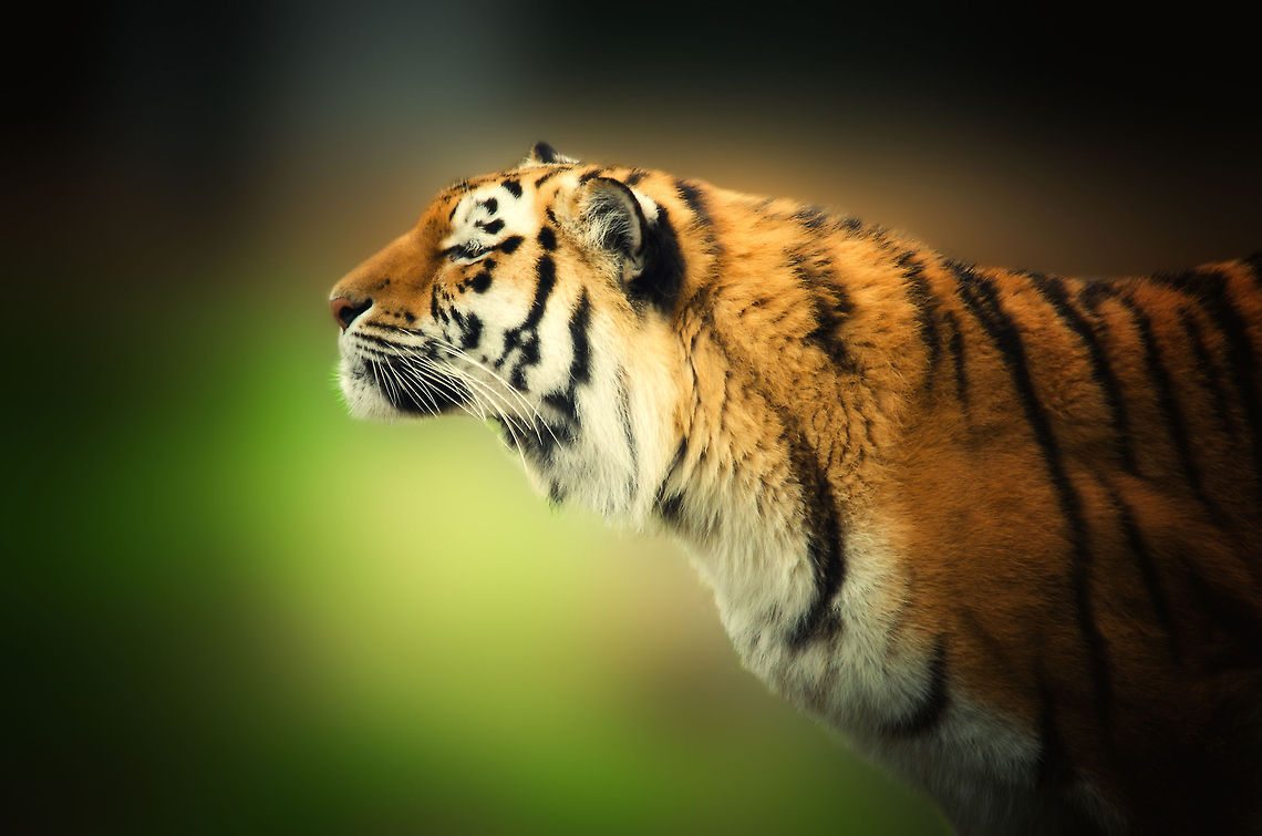 I smell humans Portrait of the gorgeous Siberian Tiger now showing at the new tiger display at the Beekse Bergen. As you can see, this one is heavily post processed. I&#039;ll post some more natural shots tomorrow. Beekse Bergen,Panthera tigris altaica,Siberian tiger
