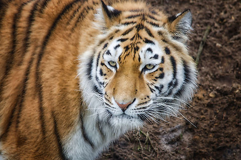 Siberian Tiger frontal view Personally, I find tigers one of the most beautiful species to walk this earth. Not only are they highly adapted, well-camouflaged killing machines with extraordinary senses. They are also simply gorgeous. Function meets form in the perfect balance. It's nature's ultimate painting.  Beekse Bergen,Panthera tigris altaica,Siberian tiger