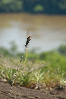 Cliff flycatcher, In&iacute;rida, Colombia https://www.jungledragon.com/image/53424/cliff_flycatcher_-_ii_inrida_colombia.html Cliff flycatcher,Colombia,Guain&iacute;a,Hirundinea ferruginea,In&iacute;rida,South America,World