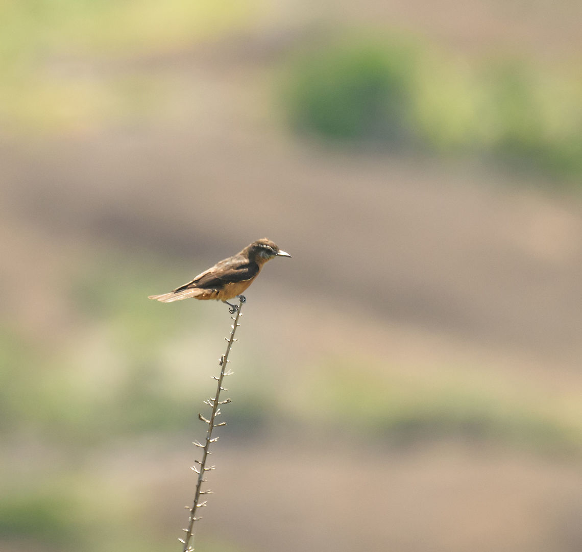 Cliff flycatcher - II, In&iacute;rida, Colombia  Cliff flycatcher,Colombia,Fall,Geotagged,Guain&iacute;a,Hirundinea ferruginea,In&iacute;rida,South America,World