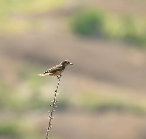 Cliff flycatcher - II, In&iacute;rida, Colombia  Cliff flycatcher,Colombia,Fall,Geotagged,Guain&iacute;a,Hirundinea ferruginea,In&iacute;rida,South America,World