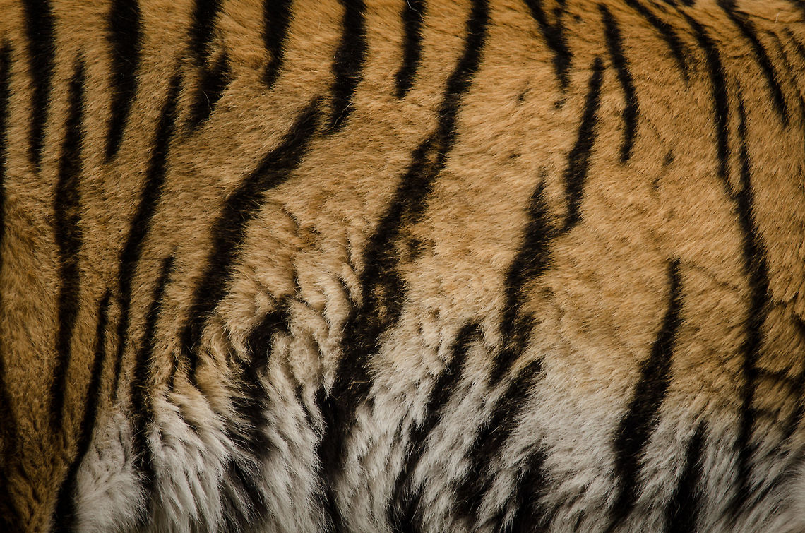 Siberian Tiger fur closeup Closeup shot of the pattern of a Siberian Tiger at the safari park Beekse Bergen, the Netherlands. To be clear: this one is alive. Beekse bergen,Panthera tigris altaica,Siberian tiger