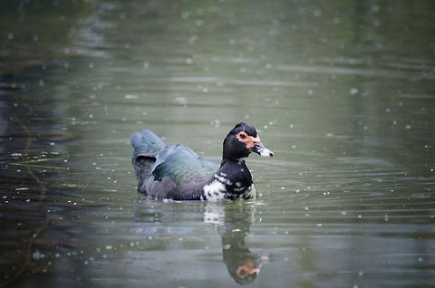 Muscovy Duck at Beekse Bergen  Beekse bergen,Cairina moschata,Muscovy Duck