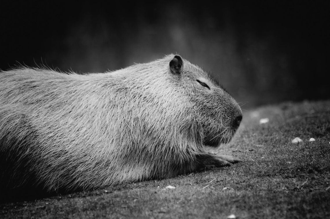 Capybara day nap  Beekse bergen,Capybara,Hydrochoerus hydrochaeris,black and white
