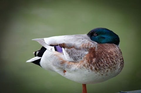 Chills A mallard duck tucks away its ahead to stay warm in the cold spring. Anas platyrhynchos,Beekse bergen,Mallard