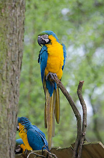 Blue-and-Yellow Macaw 3/3  Ara ararauna,Beekse bergen,Blue-and-Yellow Macaw