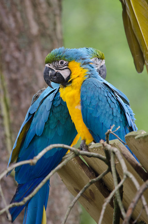 Blue-and-Yellow Macaw 2/3  Ara ararauna,Beekse bergen,Blue-and-Yellow Macaw