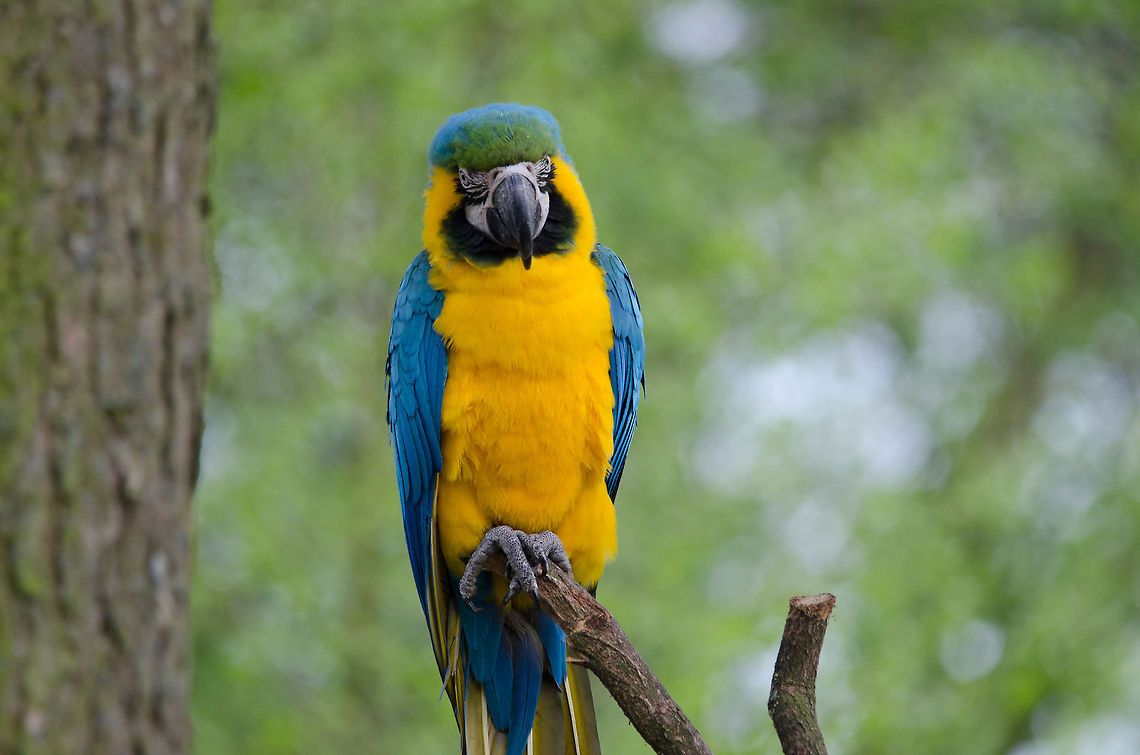 Blue-and-Yellow Macaw 1/3  Ara ararauna,Beekse bergen,Blue-and-Yellow Macaw