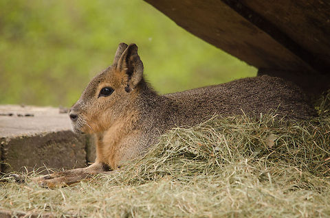 Patagonian Mara at Beekse Bergen  Beekse bergen,Dolichotis patagonum,Patagonian Mara