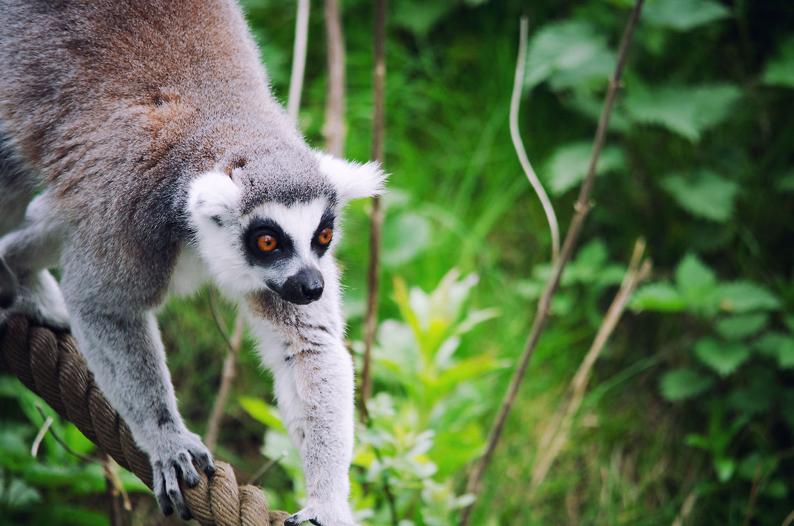 Julien on his way to his palace  Beekse bergenn,Lemur catta,Ring-tailed lemur