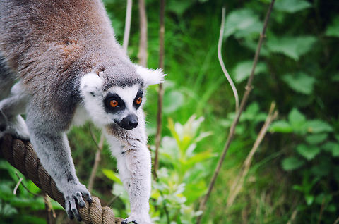 Julien on his way to his palace  Beekse bergenn,Lemur catta,Ring-tailed lemur
