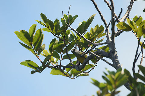 Plumbeous euphonia, Inírida, Colombia Presumed identification, will verify it with our guide. Colombia,Euphonia plumbea,Guainía,Inírida,Plumbeous euphonia,South America,World