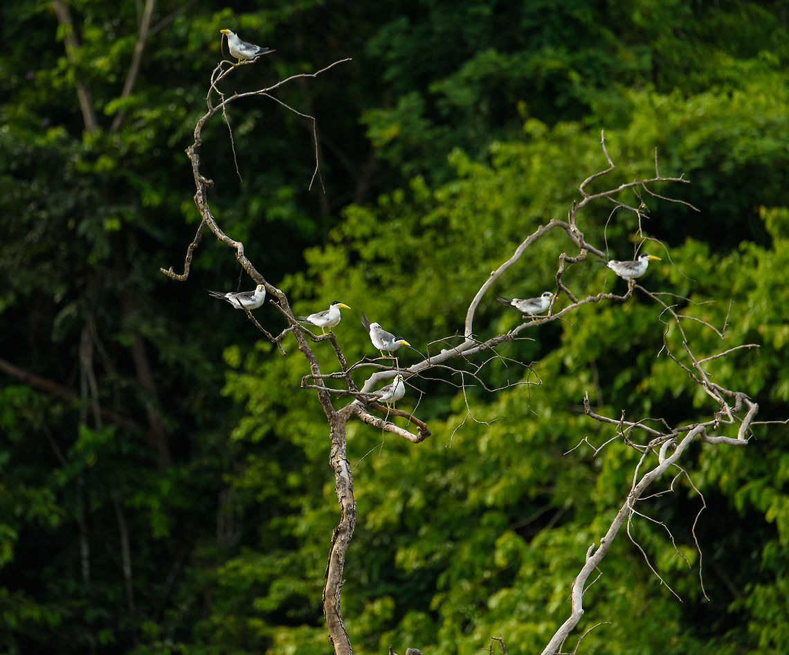 Flock of Large-billed Terns, Inírida river, Colombia  Colombia,Fall,Geotagged,Guainía,Inírida,Large-billed tern,Phaetusa simplex,South America,World