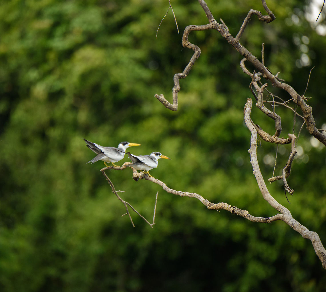Large-billed terns on Inírida river, Colombia  Colombia,Fall,Geotagged,Guainía,Inírida,Large-billed tern,Phaetusa simplex,South America,World