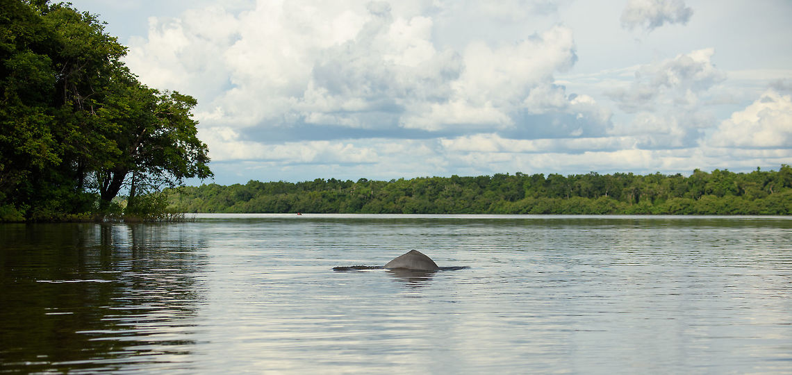 Amazon river dolphin in habitat, In&iacute;rida, Colombia On our final boat day this was the 3rd time we were crossing this area of the river, and each time did we meet this family of Amazon river dolphins. A joy to watch, but very frustrating the photograph. You never know where they will surface next, and when you do find out, you're too late. Amazon river dolphin,Colombia,Fall,Geotagged,Guain&iacute;a,Inia geoffrensis,In&iacute;rida,South America,World