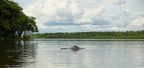 Amazon river dolphin in habitat, Inírida, Colombia On our final boat day this was the 3rd time we were crossing this area of the river, and each time did we meet this family of Amazon river dolphins. A joy to watch, but very frustrating the photograph. You never know where they will surface next, and when you do find out, you're too late. Amazon river dolphin,Colombia,Fall,Geotagged,Guainía,Inia geoffrensis,Inírida,South America,World