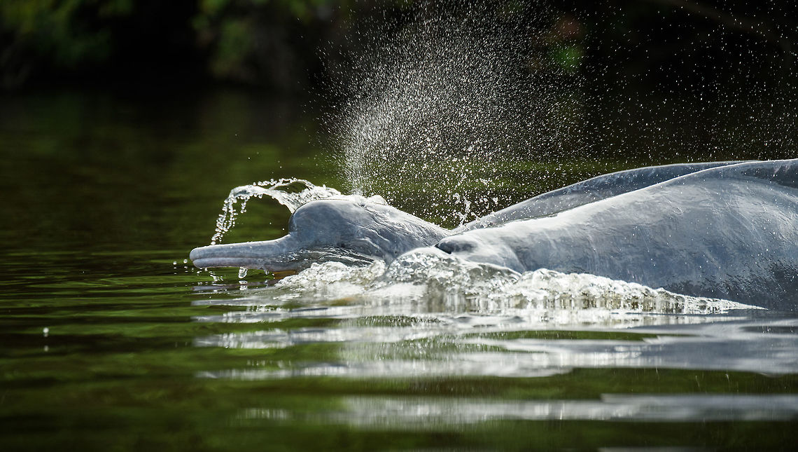 Amazon river dolphin head breach, Inírida river, Colombia Finally some luck. After 3 visits to this section of the river and hundreds of failed shots, I pretty much gave up on photographing these dolphins with their head above water. They can breach anywhere around you and 1 sec later they&#039;re down under again. <br />
<br />
Our guide insisted we tried it one more time, as we were close to the end of our trip. I wasn&#039;t in the mood and did a low effort attempt. I just zoomed into a section of the river and prefocused, waiting for the remote chance that they would breach there. And they actually did! What are the odds. Cameras rattled like machines guns and even in that series most shots failed. This one I do find usable.<br />
<br />
<figure class="photo"><a href="https://www.jungledragon.com/image/53574/amazon_river_dolphin_breach_inrida_river_colombia.html" title="Amazon river dolphin breach, In&iacute;rida river, Colombia"><img src="https://s3.amazonaws.com/media.jungledragon.com/images/2/53574_thumb.jpg?AWSAccessKeyId=05GMT0V3GWVNE7GGM1R2&Expires=1767225610&Signature=tSEEvIzMFb6r14SLm0cgz5qp%2Fas%3D" width="200" height="112" alt="Amazon river dolphin breach, In&iacute;rida river, Colombia https://www.jungledragon.com/image/53573/amazon_river_dolphin_head_breach_inrida_river_colombia.html Amazon river dolphin,Colombia,Guain&iacute;a,Inia geoffrensis,In&iacute;rida,South America,World" /></a></figure> Amazon river dolphin,Colombia,Fall,Geotagged,Guainía,Inia geoffrensis,Inírida,South America,World