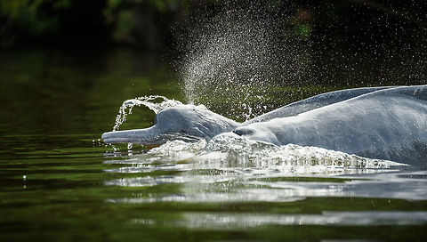Amazon river dolphin head breach, Inírida river, Colombia Finally some luck. After 3 visits to this section of the river and hundreds of failed shots, I pretty much gave up on photographing these dolphins with their head above water. They can breach anywhere around you and 1 sec later they're down under again. 

Our guide insisted we tried it one more time, as we were close to the end of our trip. I wasn't in the mood and did a low effort attempt. I just zoomed into a section of the river and prefocused, waiting for the remote chance that they would breach there. And they actually did! What are the odds. Cameras rattled like machines guns and even in that series most shots failed. This one I do find usable.

https://www.jungledragon.com/image/53574/amazon_river_dolphin_breach_inrida_river_colombia.html Amazon river dolphin,Colombia,Fall,Geotagged,Guainía,Inia geoffrensis,Inírida,South America,World