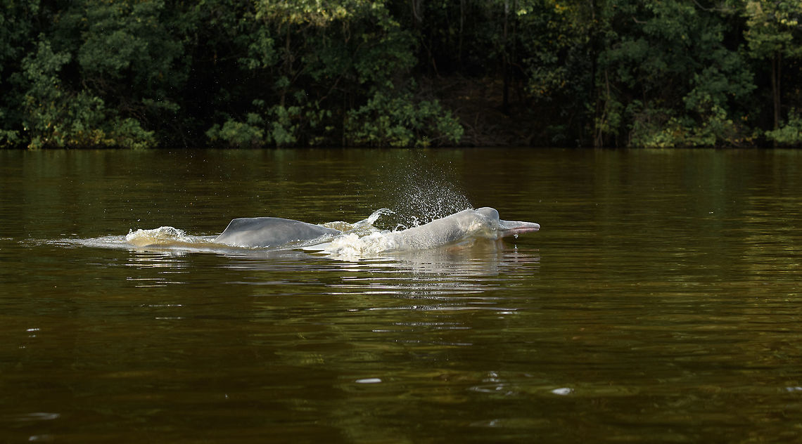 Amazon river dolphin breach, Inírida river, Colombia <figure class="photo"><a href="https://www.jungledragon.com/image/53573/amazon_river_dolphin_head_breach_inrida_river_colombia.html" title="Amazon river dolphin head breach, In&iacute;rida river, Colombia"><img src="https://s3.amazonaws.com/media.jungledragon.com/images/2/53573_thumb.jpg?AWSAccessKeyId=05GMT0V3GWVNE7GGM1R2&Expires=1767225610&Signature=Dr8%2BmXY%2BJJRMm3eKqfsInGJoSFc%3D" width="200" height="114" alt="Amazon river dolphin head breach, In&iacute;rida river, Colombia Finally some luck. After 3 visits to this section of the river and hundreds of failed shots, I pretty much gave up on photographing these dolphins with their head above water. They can breach anywhere around you and 1 sec later they&#039;re down under again. <br />
<br />
Our guide insisted we tried it one more time, as we were close to the end of our trip. I wasn&#039;t in the mood and did a low effort attempt. I just zoomed into a section of the river and prefocused, waiting for the remote chance that they would breach there. And they actually did! What are the odds. Cameras rattled like machines guns and even in that series most shots failed. This one I do find usable.<br />
<br />
https://www.jungledragon.com/image/53574/amazon_river_dolphin_breach_inrida_river_colombia.html Amazon river dolphin,Colombia,Fall,Geotagged,Guain&iacute;a,Inia geoffrensis,In&iacute;rida,South America,World" /></a></figure> Amazon river dolphin,Colombia,Guainía,Inia geoffrensis,Inírida,South America,World