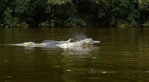 Amazon river dolphin breach, Inírida river, Colombia https://www.jungledragon.com/image/53573/amazon_river_dolphin_head_breach_inrida_river_colombia.html Amazon river dolphin,Colombia,Guainía,Inia geoffrensis,Inírida,South America,World