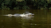 Amazon river dolphin breach, In&iacute;rida river, Colombia https://www.jungledragon.com/image/53573/amazon_river_dolphin_head_breach_inrida_river_colombia.html Amazon river dolphin,Colombia,Guain&iacute;a,Inia geoffrensis,In&iacute;rida,South America,World