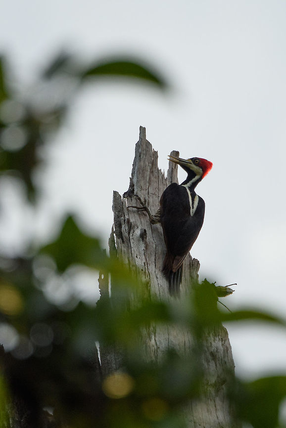Crimson crested woodpecker, In&iacute;rida, Colombia Very large woodpecker that we could hear from far as it was knocking on this dead tree. The Crimson crested woodpecker is similar to the Lineated woodpecker. The main difference (according to the Colombia birds book) is that the Crimson crested woodpecker has two white streaks connecting like a "V", whereas the streaks of the Lineated woodpecker do not connect. Campephilus melanoleucos,Colombia,Fall,Geotagged,Guain&iacute;a,In&iacute;rida,South America,World,crimson crested woodpecker