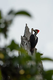 Crimson crested woodpecker, In&iacute;rida, Colombia Very large woodpecker that we could hear from far as it was knocking on this dead tree. The Crimson crested woodpecker is similar to the Lineated woodpecker. The main difference (according to the Colombia birds book) is that the Crimson crested woodpecker has two white streaks connecting like a "V", whereas the streaks of the Lineated woodpecker do not connect. Campephilus melanoleucos,Colombia,Fall,Geotagged,Guain&iacute;a,In&iacute;rida,South America,World,crimson crested woodpecker