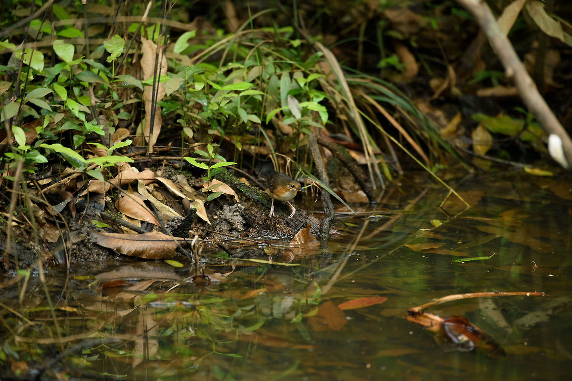 Silvered antbird in habitat, Inírida, Colombia Female, caught in its natural behavior where it stays close to the ground picking spiders and such from the water. Colombia,Fall,Geotagged,Guainía,Inírida,Sclateria naevia,Silvered antbird,South America,World
