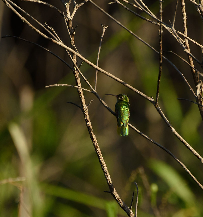 Green-tailed goldenthroat at dawn, Inírida, Colombia Early morning light on the last day of our trip, where the first bird of the day is this Green-tailed goldenthroat. Heavily cropped, so don&#039;t zoom in too much :) Colombia,Guainía,Inírida,Polytmus theresiae,South America,World,green-tailed goldenthroat
