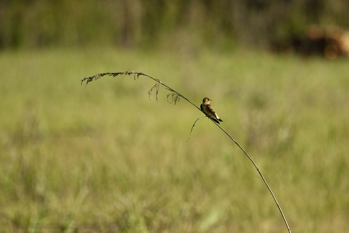 Southern rough-winged swallow, Inírida, Colombia Early morning where this swallow uses a forest clearing as its hunting ground for small insects. Colombia,Fall,Geotagged,Guainía,Inírida,South America,Southern rough-winged swallow,Stelgidopteryx ruficollis,World