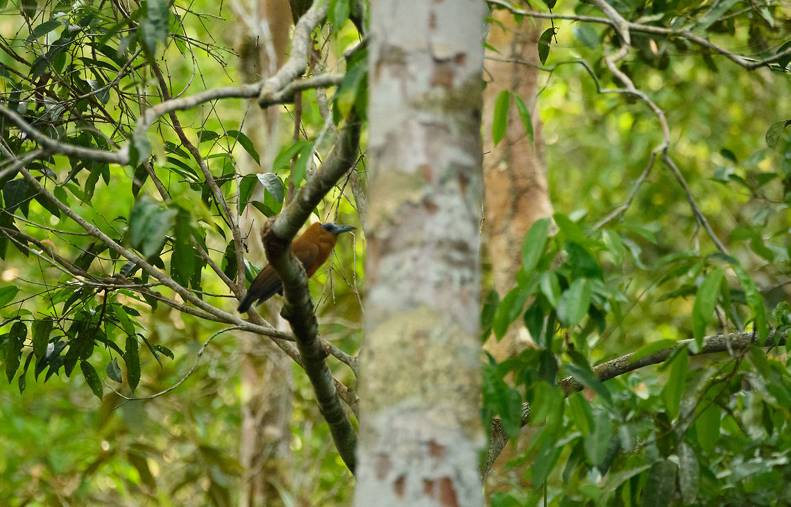Capuchinbird, Inírida, Colombia Technically a disappointing shot, yet the observation value for us is high, as it brought our Colombia trip to a climax. We&#039;ve spent a good week in In&iacute;rida, and early on in the week we learned about this bird. Since then, it became the main trophy to take home. It is an incredible bird for its weird appearance, and for its unique call that sounds like a demon:<br />
<br />
<section class="video"><iframe width="448" height="282" src="https://www.youtube-nocookie.com/embed/tVSvaq0J84M?hd=1&autoplay=0&rel=0" frameborder="0" allowfullscreen></iframe></section><br />
<br />
Everywhere we went in the In&iacute;rida area, we spent a lot of time playing its song, all to no avail. Until 2 days before this shot was taken. One came down from the tree, and landed. I was in the process of focusing when it took off, never to return. I was furious at myself for ruining the one and only opportunity at capturing this elusive bird. To make matters worse, Henriette got sick and we had to stop the tour for the day. <br />
<br />
2 days later we changed our location planning, on our last day, to revisit the site where we saw it, yet missed it. Almost the exact same thing happened: a 3 second, single appearance. And then gone. But this time I got it. I got it poorly, but I got it. <br />
<br />
<section class="video"><iframe width="448" height="282" src="https://www.youtube-nocookie.com/embed/OA5JqcNpLTw?hd=1&autoplay=0&rel=0" frameborder="0" allowfullscreen></iframe></section> Colombia,Guainía,Inírida,Perissocephalus tricolor,South America,World,capuchinbird