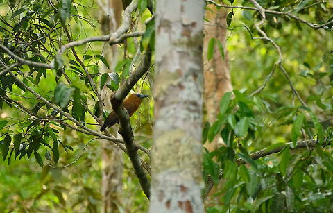 Capuchinbird, Inírida, Colombia Technically a disappointing shot, yet the observation value for us is high, as it brought our Colombia trip to a climax. We've spent a good week in Inírida, and early on in the week we learned about this bird. Since then, it became the main trophy to take home. It is an incredible bird for its weird appearance, and for its unique call that sounds like a demon:
https://www.youtube.com/watch?v=tVSvaq0J84M
Everywhere we went in the Inírida area, we spent a lot of time playing its song, all to no avail. Until 2 days before this shot was taken. One came down from the tree, and landed. I was in the process of focusing when it took off, never to return. I was furious at myself for ruining the one and only opportunity at capturing this elusive bird. To make matters worse, Henriette got sick and we had to stop the tour for the day.
2 days later we changed our location planning, on our last day, to revisit the site where we saw it, yet missed it. Almost the exact same thing happened: a 3 second, single appearance. And then gone. But this time I got it. I got it poorly, but I got it.
https://www.youtube.com/watch?v=OA5JqcNpLTw Colombia,Guainía,Inírida,Perissocephalus tricolor,South America,World,capuchinbird
