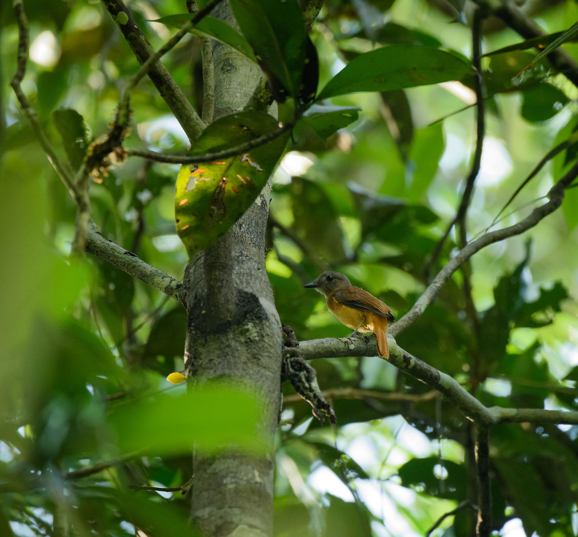 Citron-bellied attila, Inírida, Colombia Found only in the far east of Colombia, and relatively uncommon to see. Attila citriniventris,Citron-bellied attila,Colombia,Guainía,Inírida,South America,World