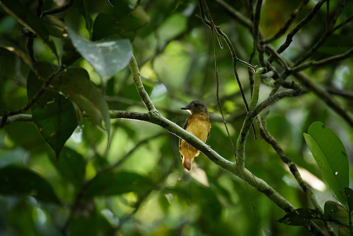 Curious Citron-bellied attila, Inírida, Colombia  Attila citriniventris,Citron-bellied attila,Colombia,Fall,Geotagged,Guainía,Inírida,South America,World