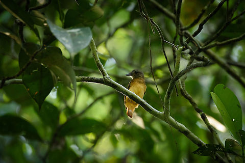 Curious Citron-bellied attila, Inírida, Colombia  Attila citriniventris,Citron-bellied attila,Colombia,Fall,Geotagged,Guainía,Inírida,South America,World