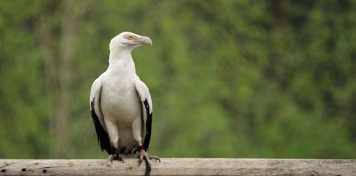 Palm-nut Vulture I have ethical doubts about bird shows but this one started at the exact moment that we walked by, so we decided to stay. Beekse bergen,Gypohierax angolensis,Palm-nut Vulture