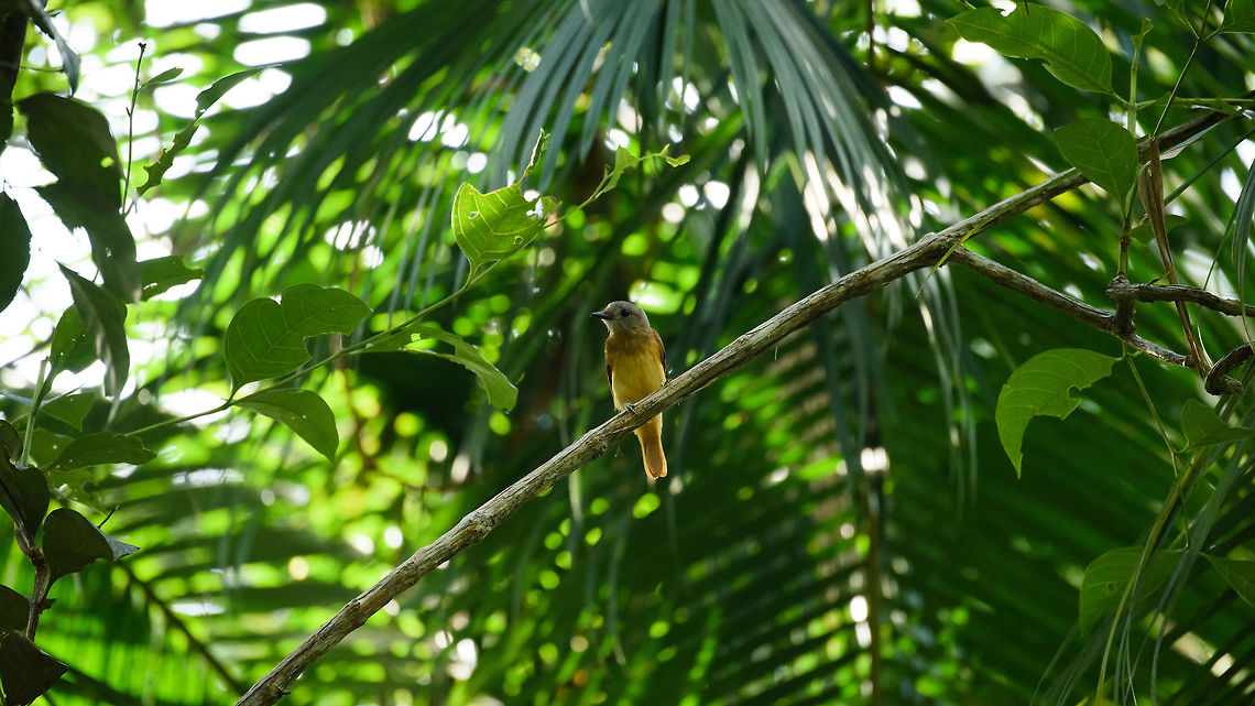 Citron-bellied attila, In&iacute;rida, Colombia Widescreen composition of a curious Citron-bellied attila. Listed as uncommon to see, yet didn't come across as shy at all. Attila citriniventris,Citron-bellied attila,Colombia,Fall,Geotagged,Guain&iacute;a,In&iacute;rida,South America,World