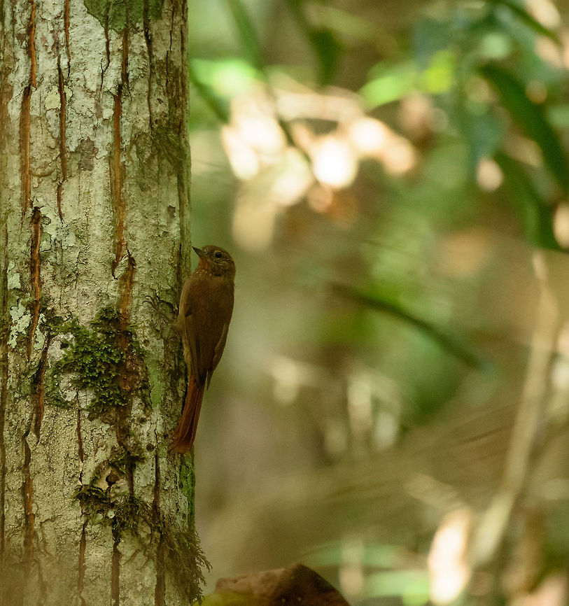 Wedge-billed woodcreeper, Inírida, Colombia  Colombia,Glyphorynchus spirurus,Guainía,Inírida,South America,Wedge-billed woodcreeper,World