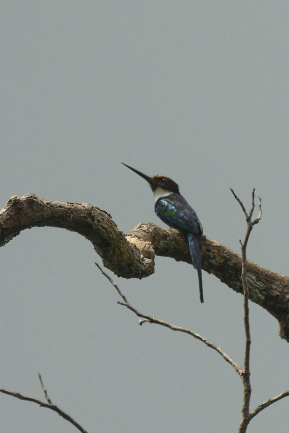 Paradise Jacamar, In&iacute;rida, Colombia Heavily cropped against a dull sky, but a beautiful bird nevertheless. Colombia,Galbula dea,Guain&iacute;a,In&iacute;rida,Paradise jacamar,South America,World