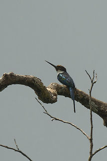 Paradise Jacamar, In&iacute;rida, Colombia Heavily cropped against a dull sky, but a beautiful bird nevertheless. Colombia,Galbula dea,Guain&iacute;a,In&iacute;rida,Paradise jacamar,South America,World