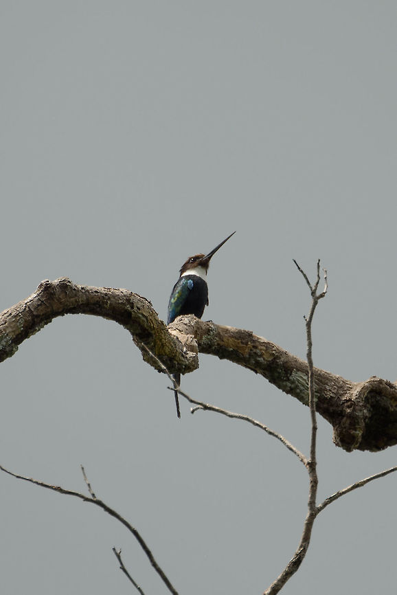 Paradise Jacamar - II, In&iacute;rida, Colombia  Colombia,Fall,Galbula dea,Geotagged,Guain&iacute;a,In&iacute;rida,Paradise jacamar,South America,World
