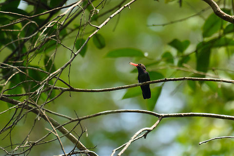 White-chinned sapphire, Inírida, Colombia Tiny bird, so lots of cropping. Colombia,Guainía,Hylocharis cyanus,Inírida,South America,White-chinned sapphire,World