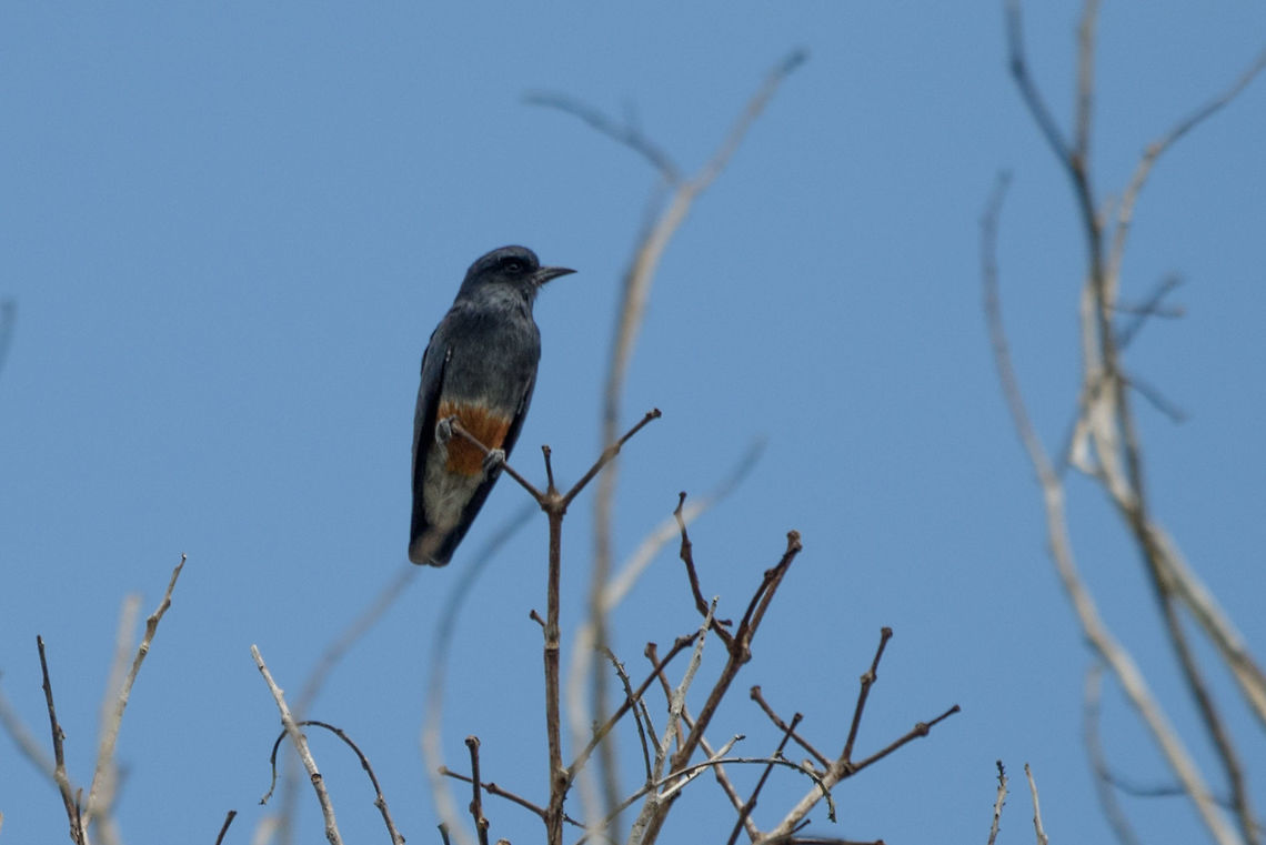 Swallow-winged puffbird - II, Inírida, Colombia  Chelidoptera tenebrosa,Colombia,Fall,Geotagged,Guainía,Inírida,South America,World,swallow-winged puffbird