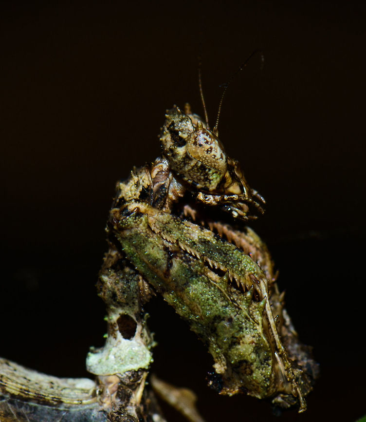 Moss Mantis - side view, Inírida, Colombia  Colombia,Guainía,Inírida,South America,World