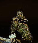 Moss Mantis - side view, In&iacute;rida, Colombia  Colombia,Guain&iacute;a,In&iacute;rida,South America,World